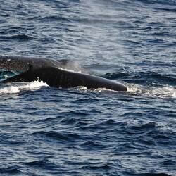 More whales today