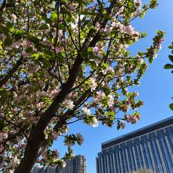 Kirschblüten fangen an durchzukommen