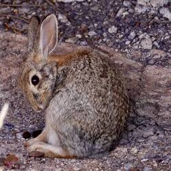 Ist den schon Ostern ... ?