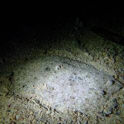 Peacock flounder