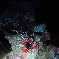 Lionfish