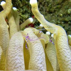 Anemonengarnele