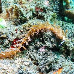 Fadenschnecke