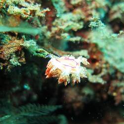 Fadenschnecke