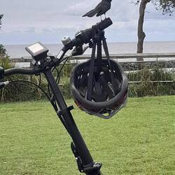 Cheeky willy wagtail hitching a ride