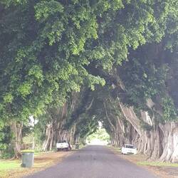 Avenue of fig trees