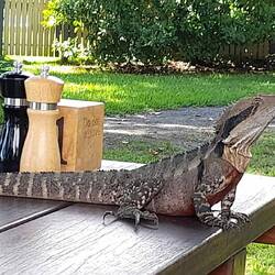 Magnificent water dragon on lunch table