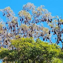 Flying fox colony - quite noisy