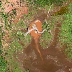 Caiman trapped in sink hole
