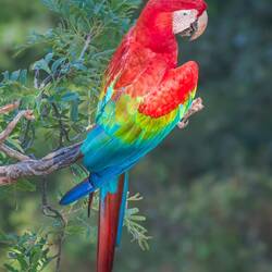 Red and green Macaw