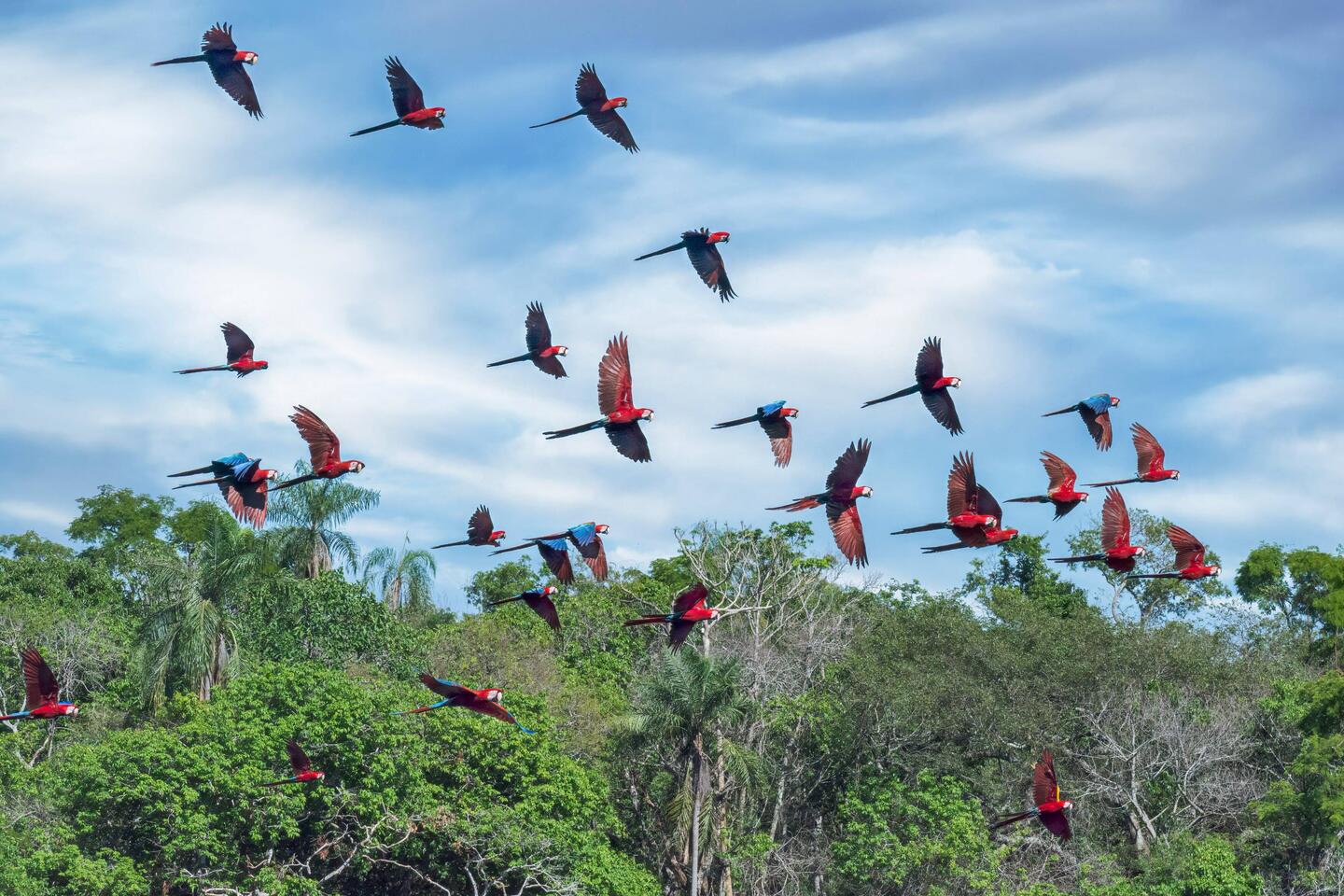 Red and green Macaws