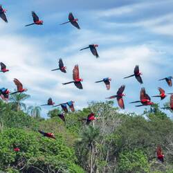 Red and green Macaws