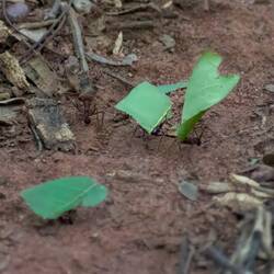 Leaf cutter ants