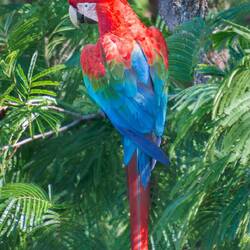 Red and green Macaw