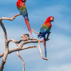 Red and green Macaws