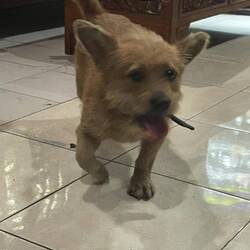 Gsellschaft gha bim Znacht ☺️ hend es feins Thai Warung gfunde 🤤☺️