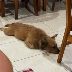 Gsellschaft gha bim Znacht ☺️ hend es feins Thai Warung gfunde 🤤☺️