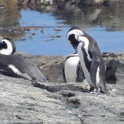 The also have a penquin colony here