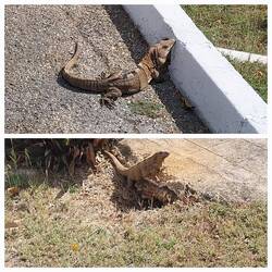 Die gibt's hier in Massen