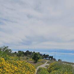 Selbst der Radweg versinkt im Blütenmeer