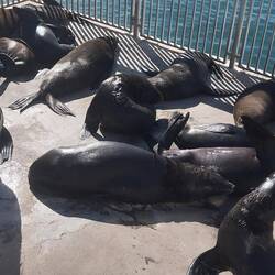 Got to see some seals at last