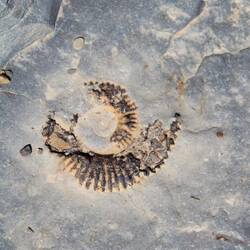 Juhuuu, ein schönes Stück gefunden! 😁