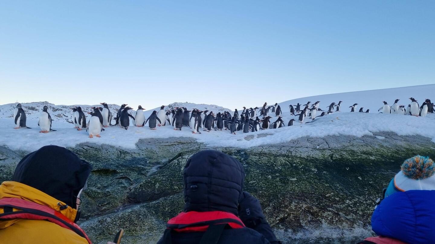 Gentoo Penguins, Petermann Island
