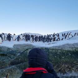 Gentoo Penguins, Petermann Island