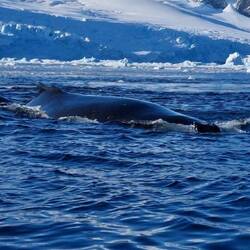 Whales wanted to check out the Zodiac