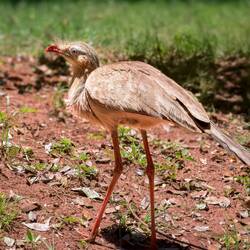 Red legged Seriema