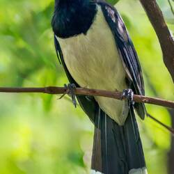 Plush crested Jay