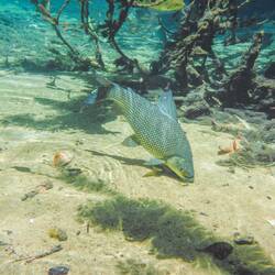 Rio da Prata snorkelling tour