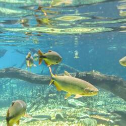 Rio da Prata snorkelling tour