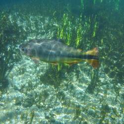 Rio da Prata snorkelling tour