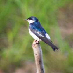White winged Swallow