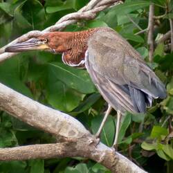 Rufescent Tiger Heron