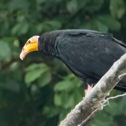 Greater Yellow-headed Vulture