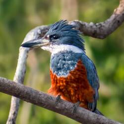 Ringed Kingfisher