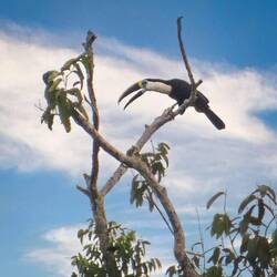 White-throated Toucan