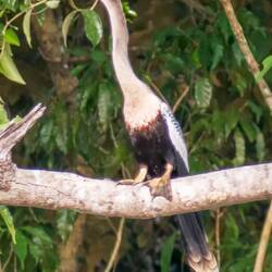 Anhinga