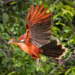 Hoatzin