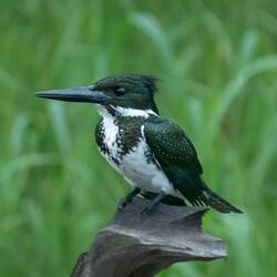 Amazon Kingfisher