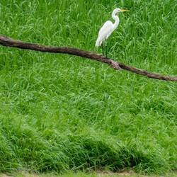 Great Egret