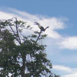 White-throated Toucan