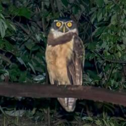 Spectacled Owl