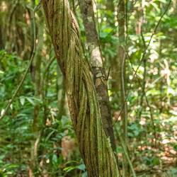 Jungle vines