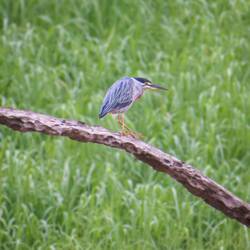 Striated Heron