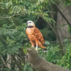 Black-collared Hawk