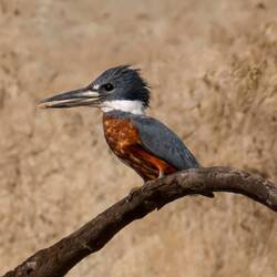 Ringed Kingfisher
