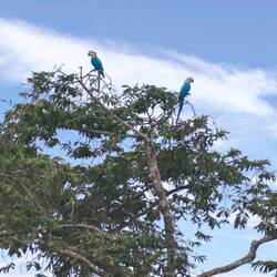 Blue and Yellow Macaws